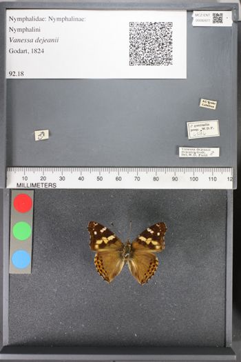 Media type: image;   Entomology 92877